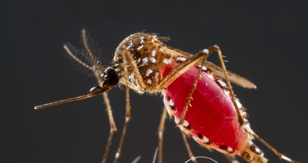 A Grand Challenge Agenda for Entomology